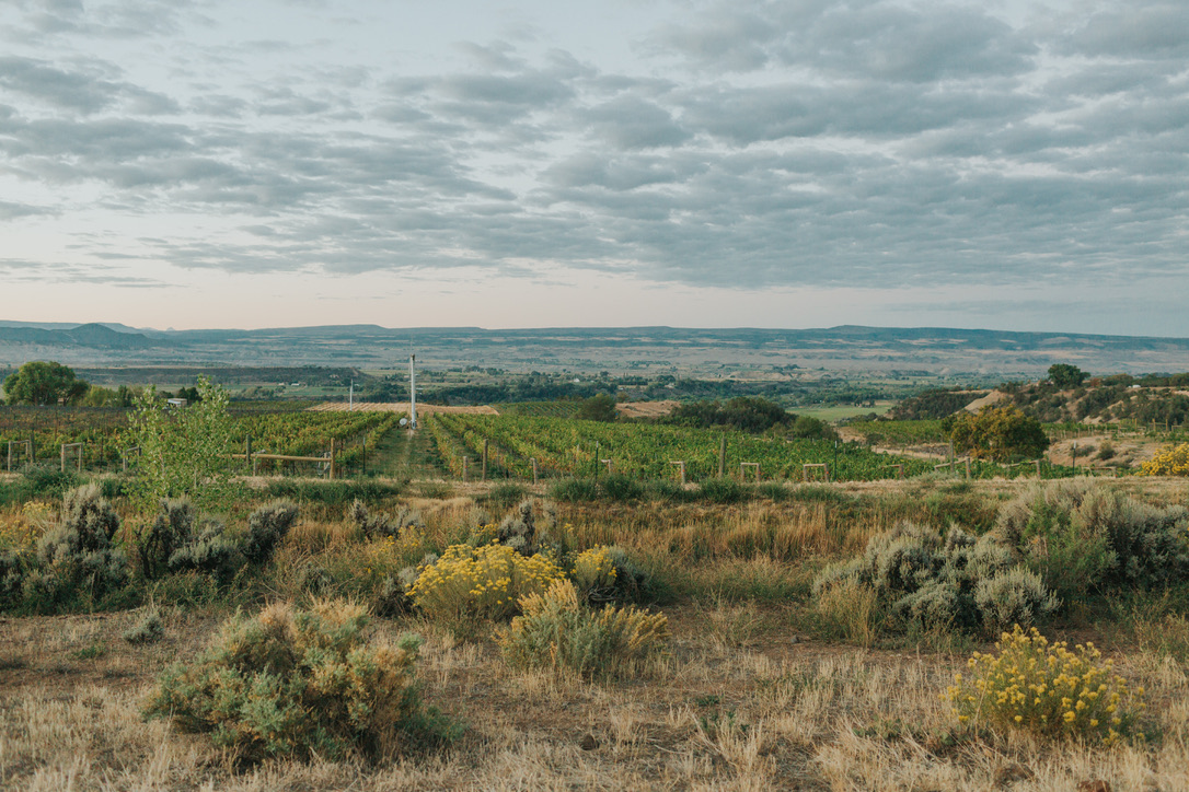 View of a Riesling vineyard at The Storm Cellar, here in the alpine-desert West Elks AVA wine region.