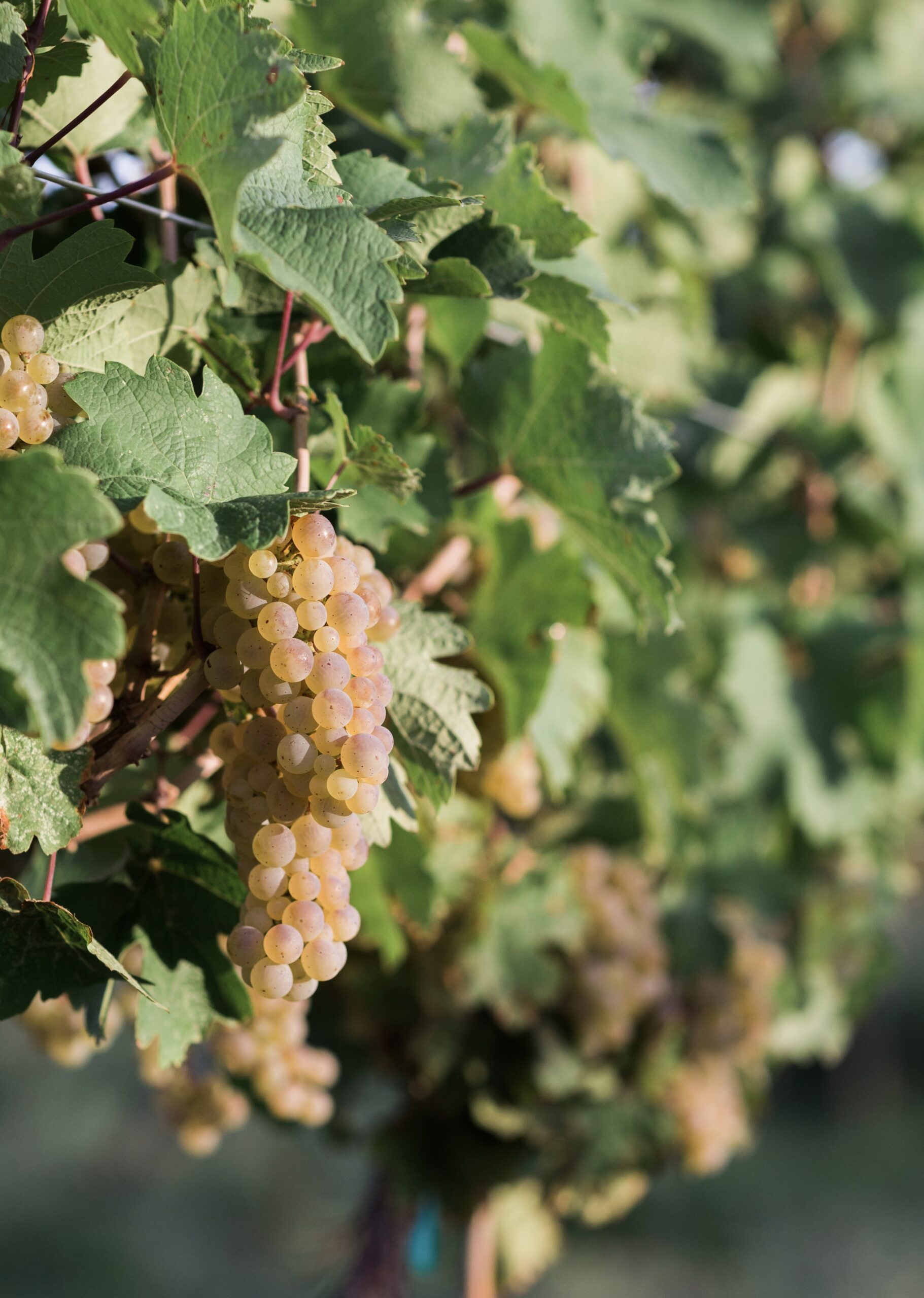 Ripening Riesling grape cluster on a green vine in the fall.